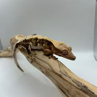 Geco ciliatus