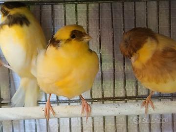 Gloster e ibridi