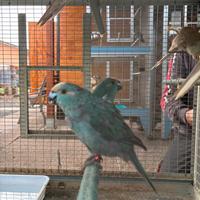 Parrocchetto kakariki