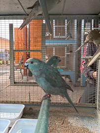 Parrocchetto kakariki