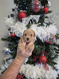 Barboncino teacup/minitoy