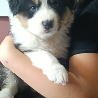 Cucciole pastore australiano