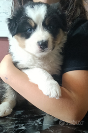 Cucciole pastore australiano