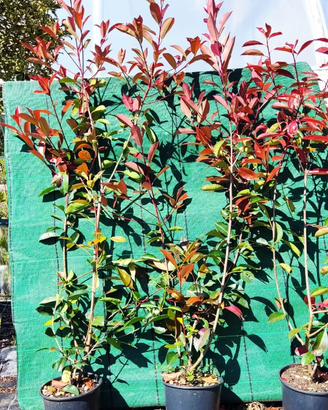 Photinia da siepe disponibilità illimitata