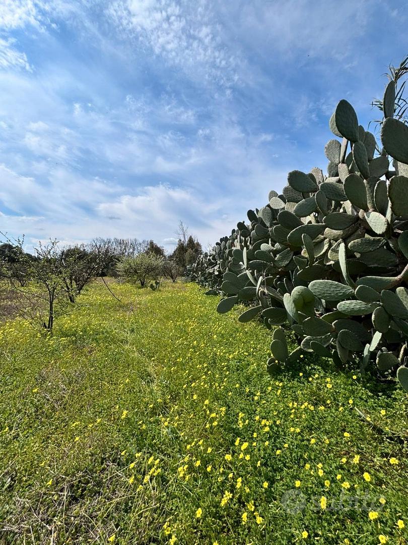 Terreno agricolo - Vista 3