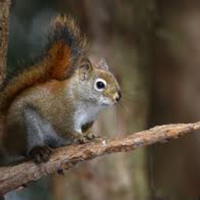 Scoiattoli Hudsonicus, Rosso americano VENDUTO