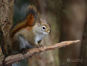 Scoiattoli Hudsonicus, Rosso americano VENDUTO