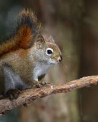 Scoiattoli Hudsonicus, Rosso americano VENDUTO