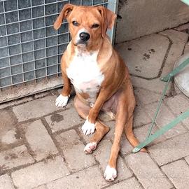 Cani da caccia