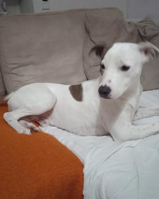 Cane incrocio
