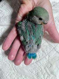 Uccelli