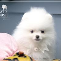Cucciolo Spitz nano bianco pedigree ENCI