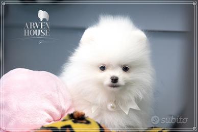 Cucciolo Spitz nano bianco pedigree ENCI