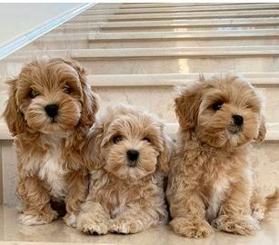 Maltipoo cuccioli - pagamento agevolato