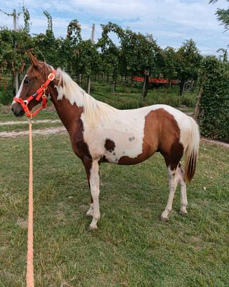 Puledro da mamma Appaloosa padre Paint horse