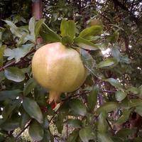 Pianta melograno