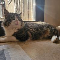 Arturo gatto 14 mesi