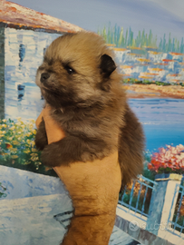 Spitz di Pomerania nano