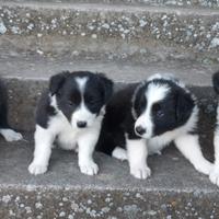 Cuccioli di Border Collie