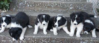 Cuccioli di Border Collie