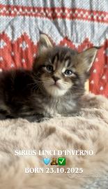 Cuccioli Maine Coon con Pedigree