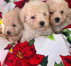 Cuccioli pura razza maltipoo
