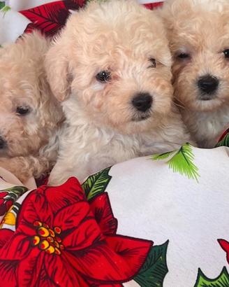 Cuccioli pura razza maltipoo