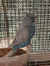 Cocorite