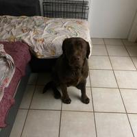 Labrador Retriever per accoppiamento