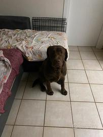 Labrador Retriever per accoppiamento