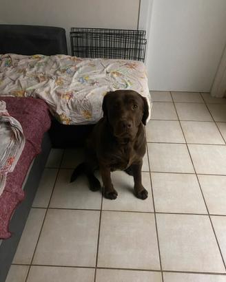 Labrador Retriever per accoppiamento