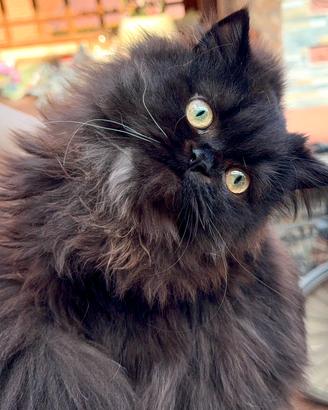 Gatta persiana Chinchilla