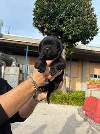 Cane corso