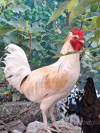 Gallo Olive egger