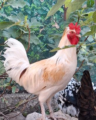 Gallo Olive egger