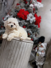 Cuccioli maltipoo