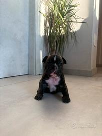 Bulldog francese