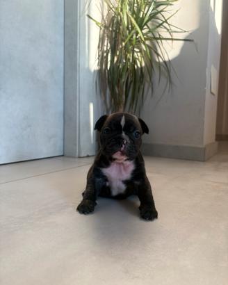 Bulldog francese