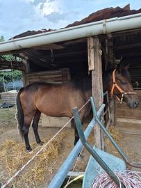 cavallo