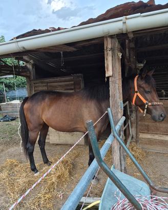 cavallo