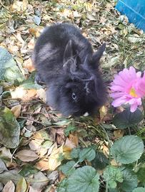 Coniglio testa di leone