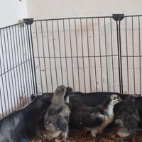 Galline ovaiole
