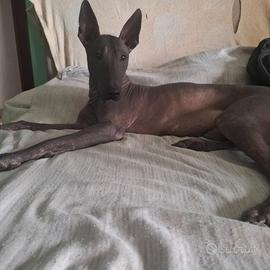 Cane nudo messicano (xoloitzcuintli)