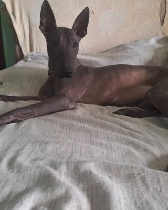 Cane nudo messicano (xoloitzcuintli)