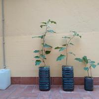 solanum albero delle melanzane pommodori 