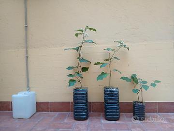 solanum albero delle melanzane pommodori 