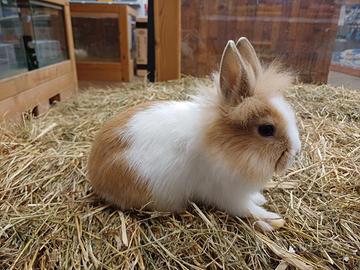 Coniglietti ariete nano, testa di leone, toy