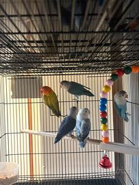 Pappagalli Fischer 2025