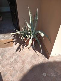 Coppia Agave Americana con vaso in terracotta 