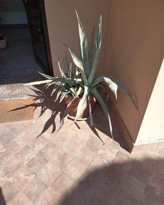 Coppia Agave Americana con vaso in terracotta 